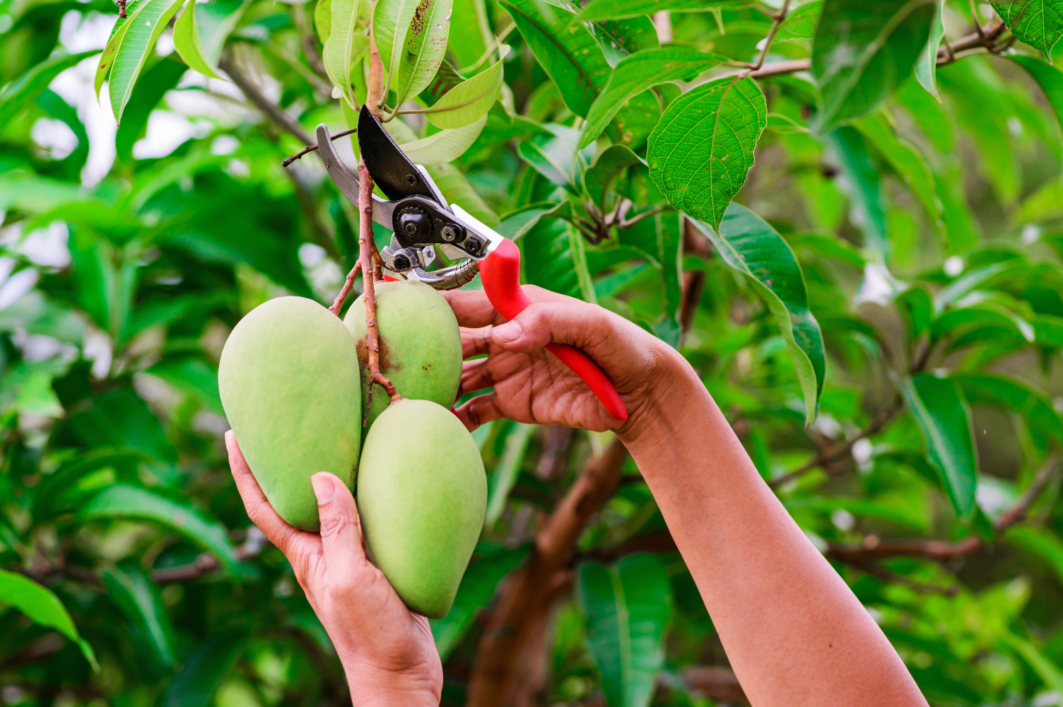 How to Grow & Care For Mango Trees In 5 Easy Steps